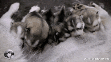 哈士奇生了7只娃，小奶狗却长了颗“痣”，宠主自己也笑了