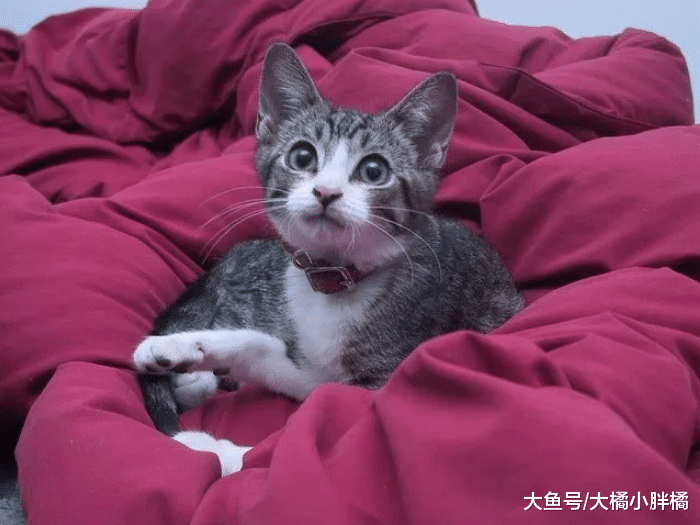 瘦弱小猫不断喵叫，街上人来人往却无人停下脚步，男子的做法很赞