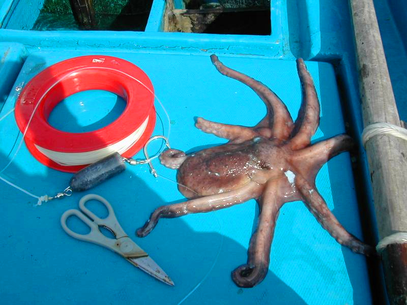 探索船钓技巧：钓大鱼的常用活饵