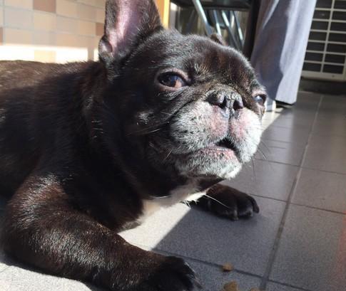 让公司狗狗背包，它一脸委屈，员工：里面都是你的东西诶