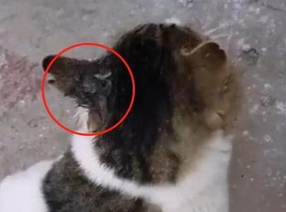 把二哈和猫咪关一起, 二哈天天给猫咪“洗头”, 真是一物降一物