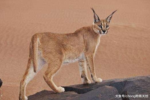 猫界最厉害的草原猎手, 成年后战斗力惊人, 帅到让人窒息