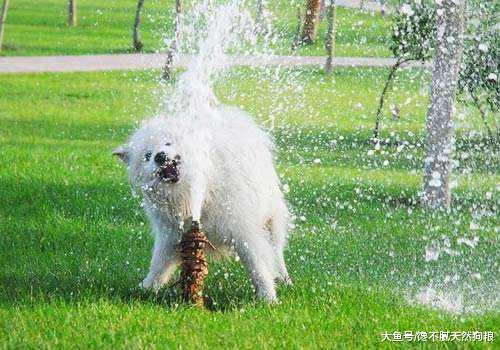 想要饲养萨摩耶？那么它的这些缺点，你需要扛住！