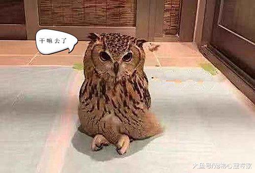 玩到太晚忘给猫头鹰喂食，推门一看很无语：您老还没睡呢？
