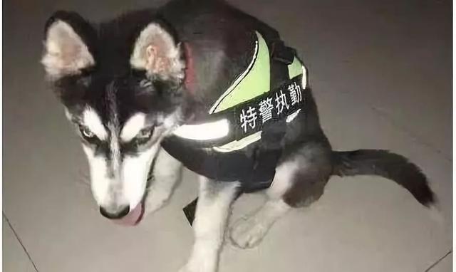 谁说哈士奇不能成为警犬的？在寒冷天气下，二哈才是合格军犬！