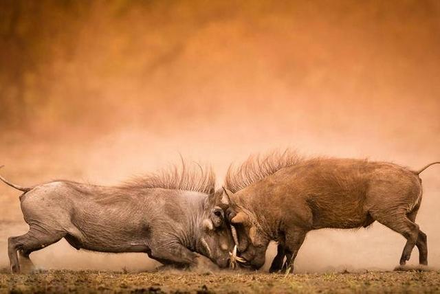 '一猪二熊三老虎'，面对强大的熊和老虎，野猪是如何成为第一的？