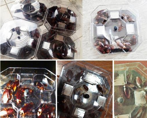 厨房“蟑螂”到处爬，只1个鸡蛋壳，不需要2块钱蟑螂一只不剩