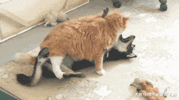 最“没用”的5种狗狗, 胆小如鼠, 就一个字——“怂”!