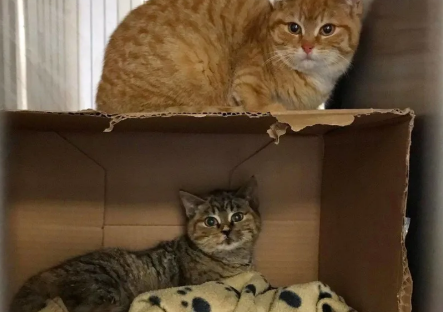 因为天气太冷，这只小橘猫带自己的伙伴，偷偷回家中取暖