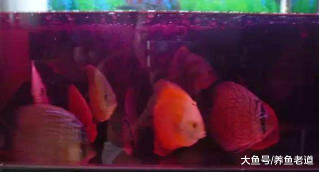 七彩神仙鱼出现哪些实质性症状之后，我们需要去检验检疫？