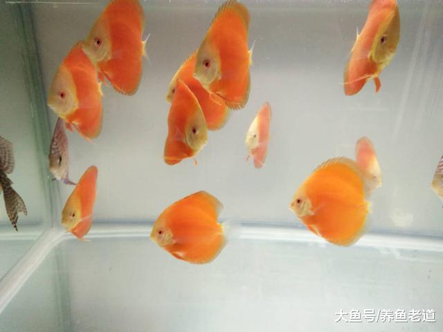 蹭缸擦身就一定是观赏鱼的疾病吗, 我们该如何治疗?