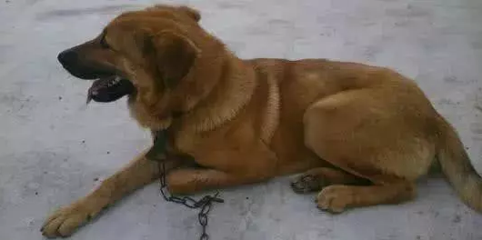 为什么土狗不能当警犬？不是因为它们笨，反而是因为太聪明