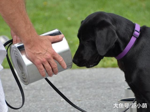 探秘中情局的警犬，能嗅出19000种危险物，每周工作60小时