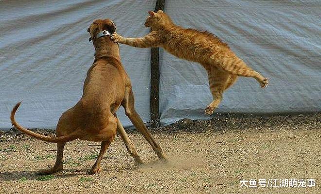 狗狗犯错挨打，为什么不反抗？原因让人感动