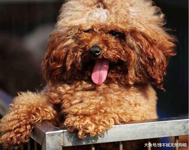 泰迪犬最看重的5樣東西，如果它讓你摸，說明它把你當自己人了！