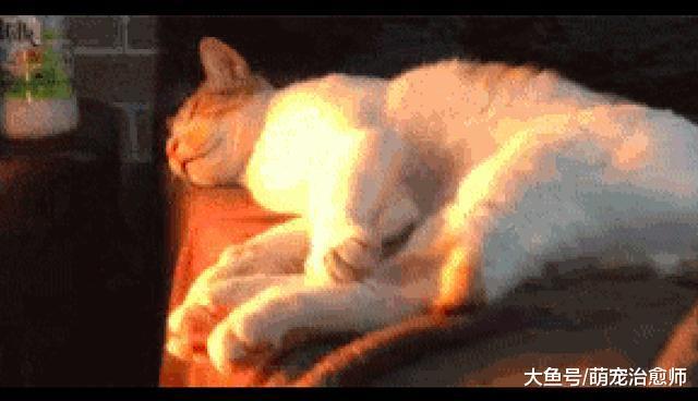 網友上廁所回來，發現床位被貓咪給霸占了，還舒服享受著小暖爐！