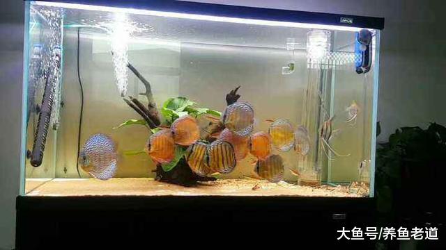 七彩神仙鱼可以在草缸里繁殖吗，比起裸缸繁殖是不是更加的容易？