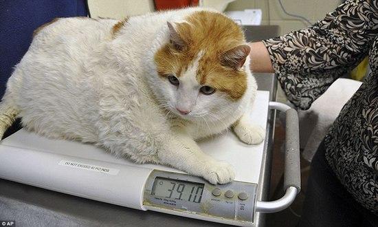 虽然肥猫很可爱，但是肥胖对身体的伤害是很大的，需要减肥啦！