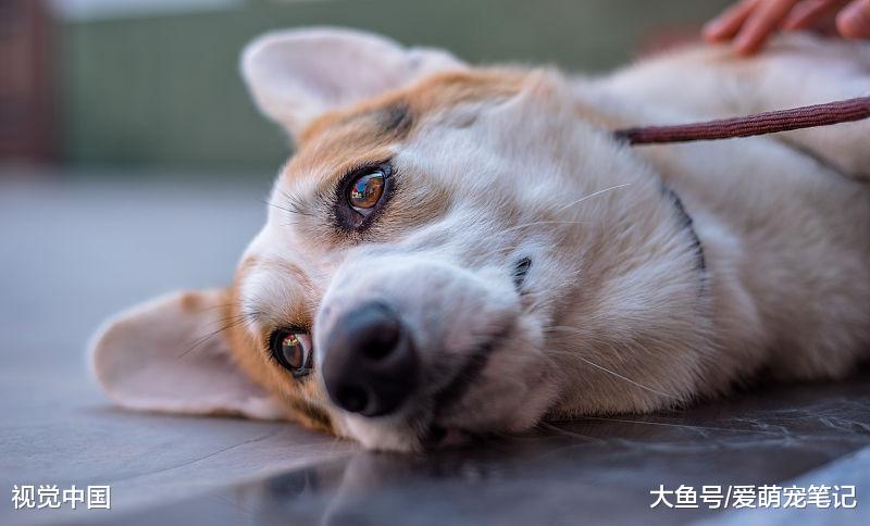 喂养“小短腿”柯基犬，除了知道它呆萌，你还得知道这些东西