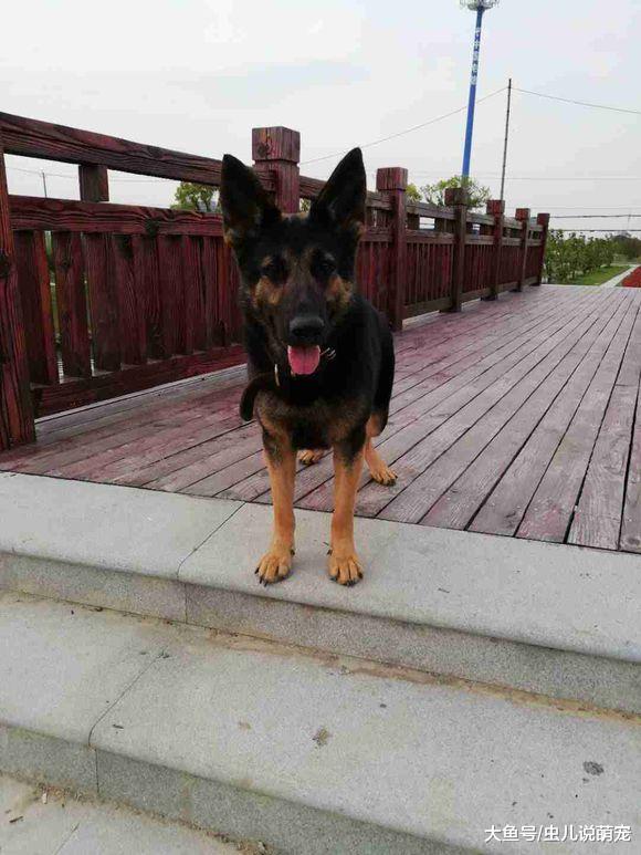 德牧自己偷偷跑出来玩儿，走到桥上找不到回家的路了