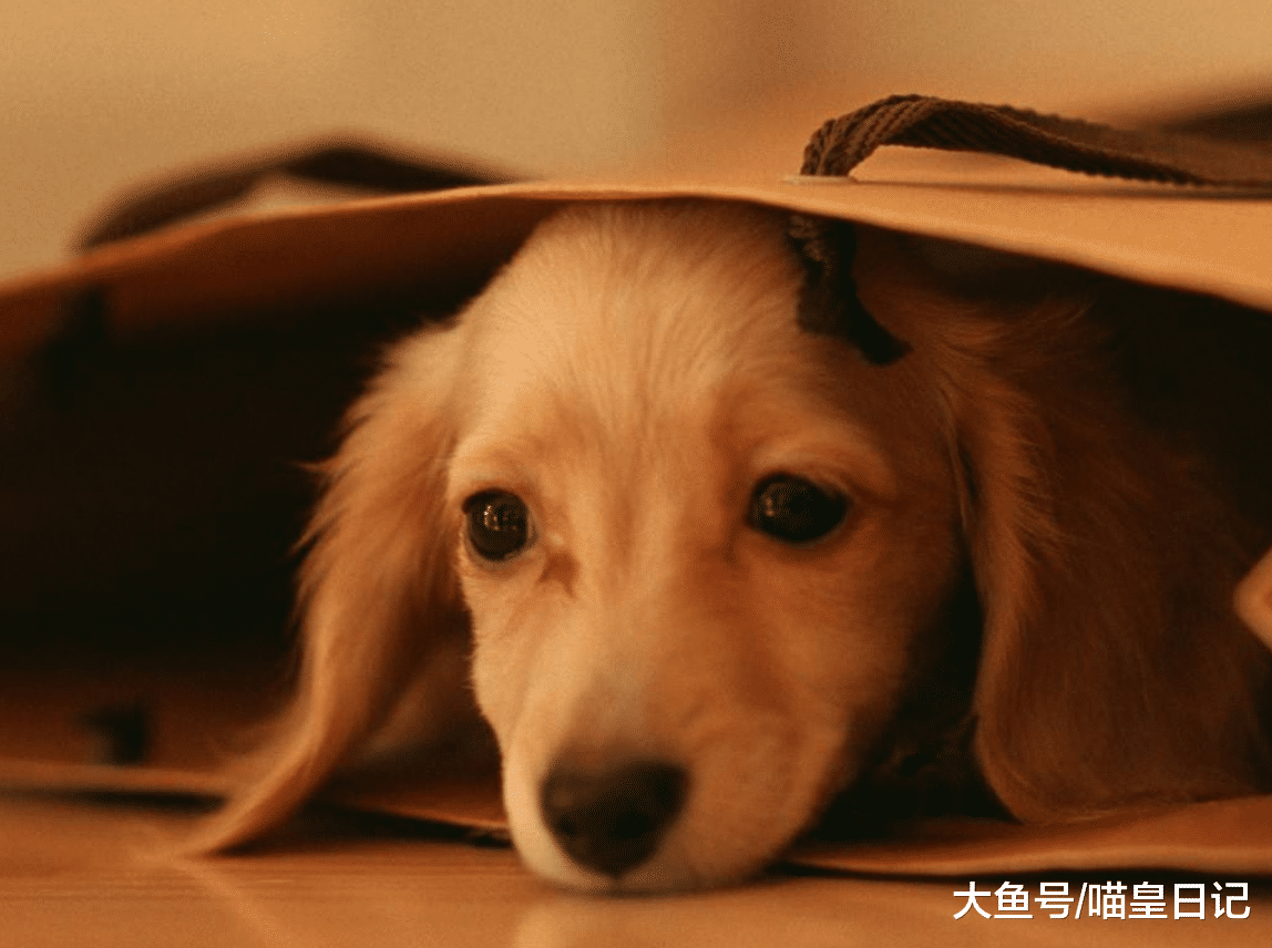 如果狗狗有这五种表现, 说明它的家教非常好, 你家的狗狗是吗?