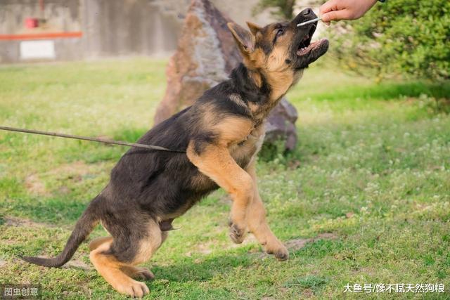 大部分人养的德牧都是串串，纯种的有5个特征，你家的有几个？