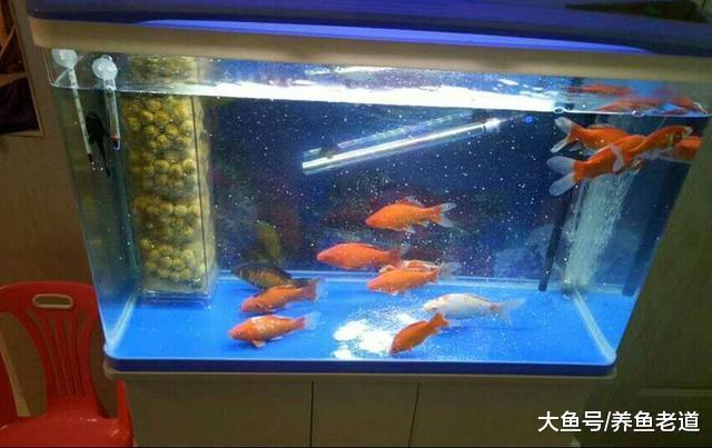 對于觀賞魚的飼養，土方法比科學方法還管用嗎？