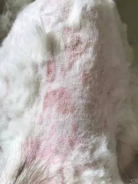 憤怒！超美雪橇犬兩度遇上無良主人，面目全非...