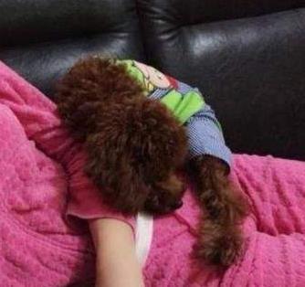 泰迪犬在这些地方睡觉，都有着对你爱的暗示！