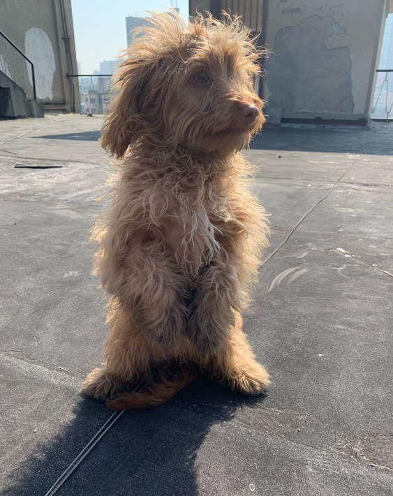 看到只会作揖的泰迪，全身有点脏，看上去让人十分心疼