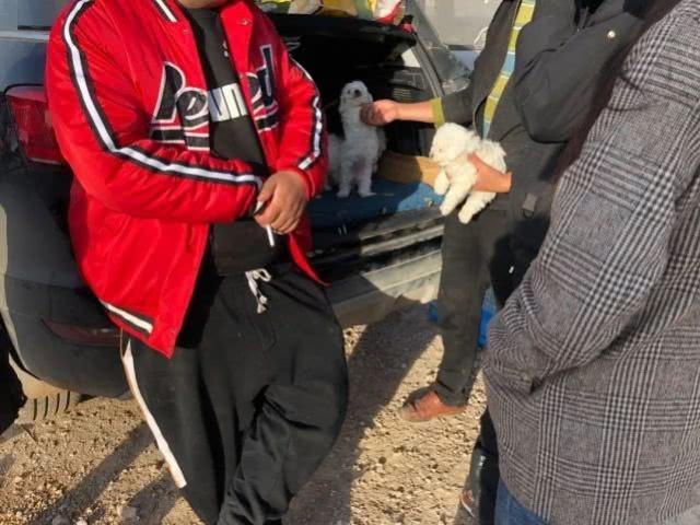 与商贩讨价还价购买白色的泰迪犬, 最后磨破嘴皮子以1100元成交