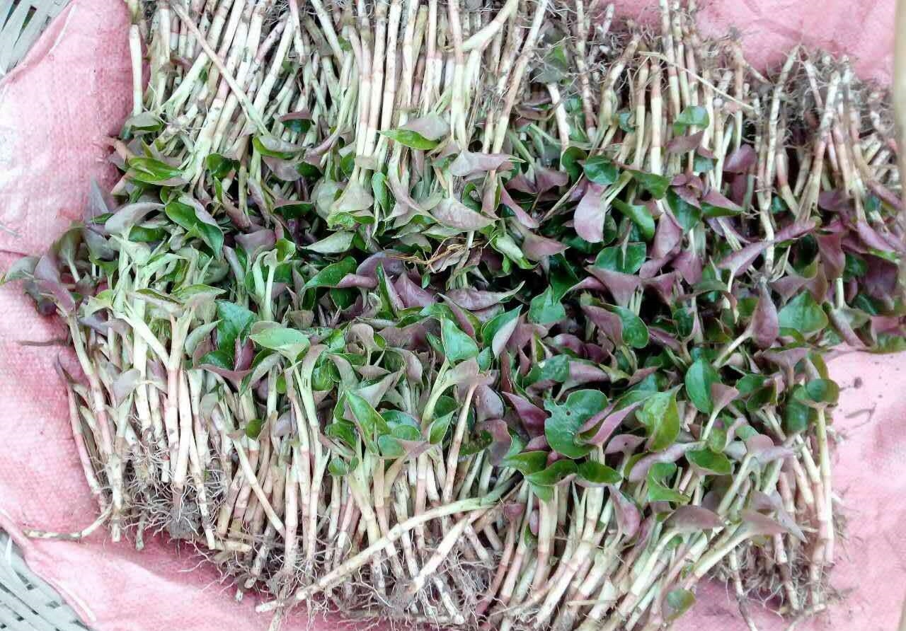 天然“阿莫西林”被找到了，平时常吃，消炎杀菌，跟慢性咽炎说再见