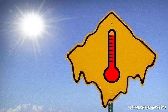 泰迪犬總是在你面前露肚皮，別再說因為愛你，還有這5個原因！