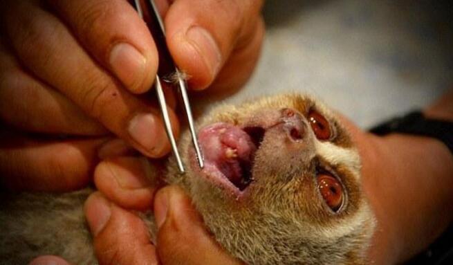 猴子误伤游客遭拔牙伺候，它们的天性不应该就此被剥夺