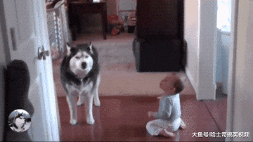 二哈不拆家却很话痨，还教宝宝“说话”，感觉要被带偏了