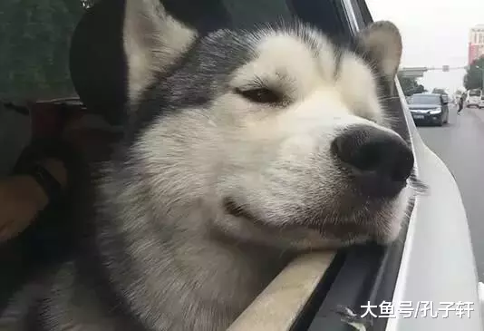二哈失恋了，主人开车带二哈兜风，二哈：好想离开这个伤心的城市