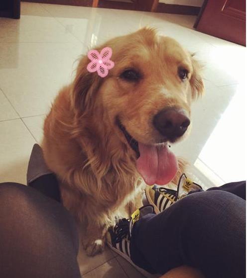 金毛在家被小偷拐走，网友没有放弃，几经周折终于找回！