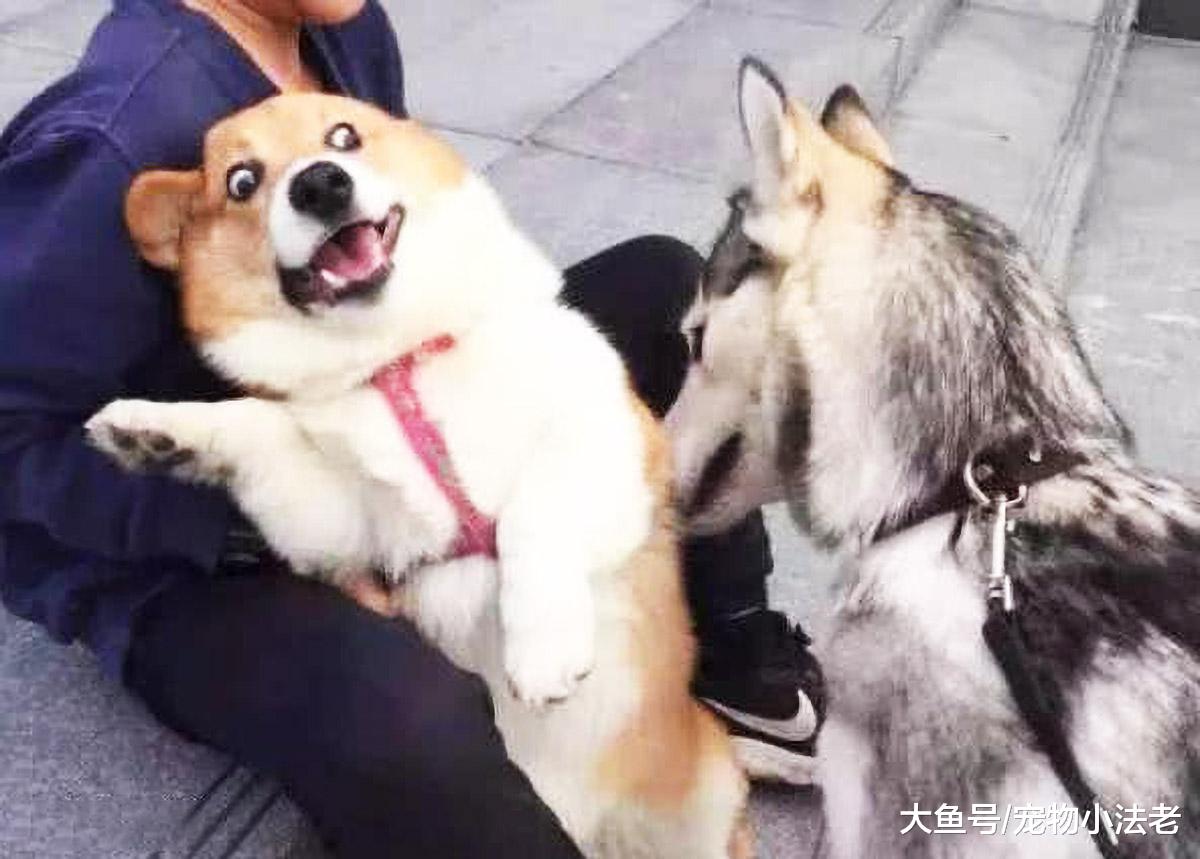 男子喜欢二哈和柯基，但是条件不允许，最终弄出了一个“哈士基”