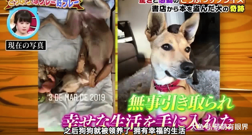 一条流浪狗靠盗窃改变狗命，被上百人争着领养，网友：知识改变命运