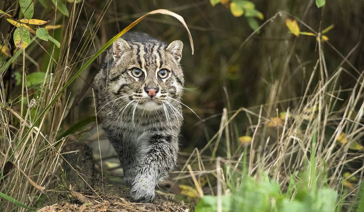 同体型野生动物中，战斗力是以猫科为尊，还是以猛禽为尊？