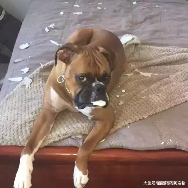 惡作劇的汪星人，看了以后你還想養狗嗎？