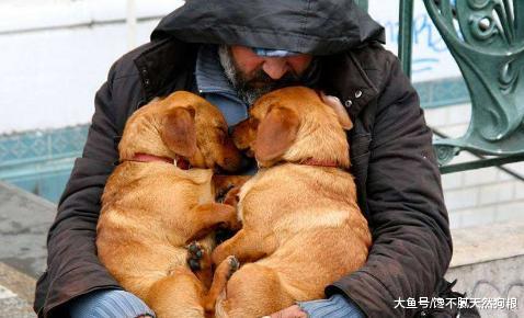 狗狗带给你的这些东西，不是用钱来衡量的