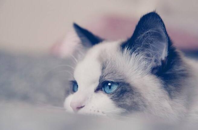 完美宠物布偶猫存在缺点吗？正是因为这些“缺点”才让它们更完美