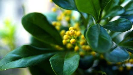 如何养护米兰花，米兰花的日常养护方法有哪些