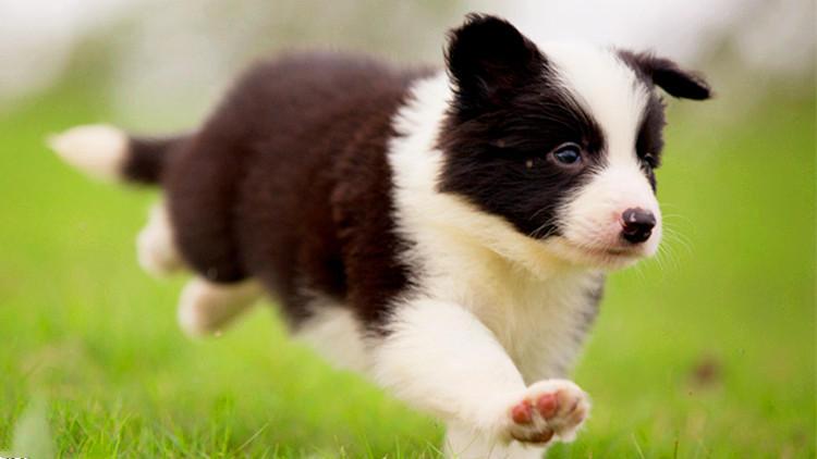 5個瞬間，讓主人覺得狗砸長大了