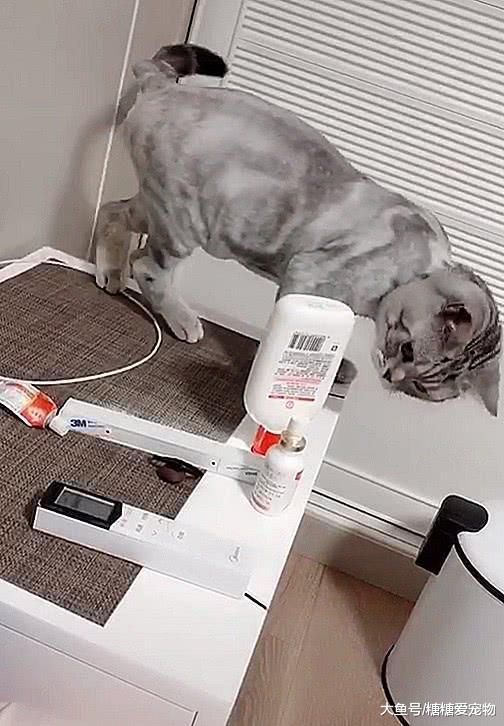 猫咪也有强迫症，把物品全整齐推到桌边，喵：用完也不知道放好！