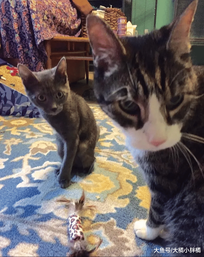 18岁老猫被送往收容所，妹妹也离世，老猫想绝食而亡却开启新生活