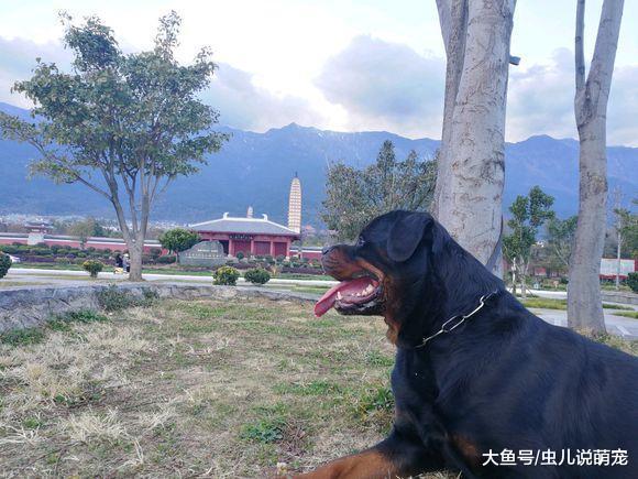 帶羅威納跑了一圈很累，它跑到前面一邊休息一邊等主人
