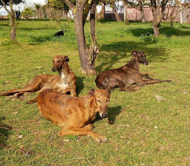 过河抽板，打猎结束就抛弃猎犬，每年都有5万只西班牙猎犬被杀害