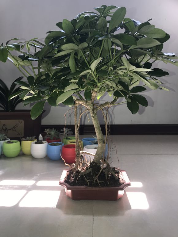 养上一盆鸭掌木，摆放在家门口，好似门神“秦琼”，驱邪气招福气